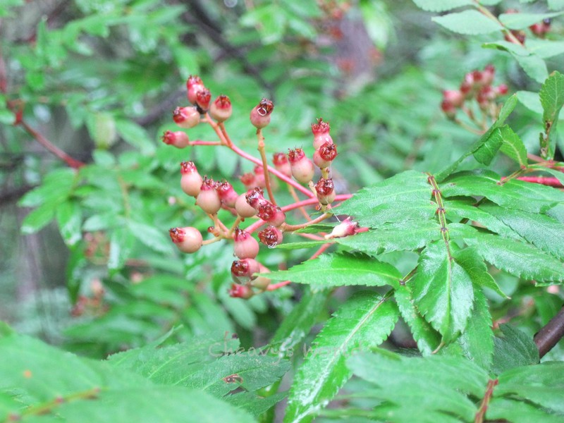 Sorbus rehderiana photo 4