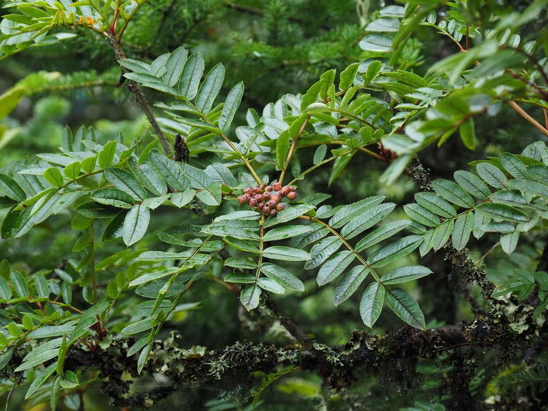 Sorbus rehderiana photo 5