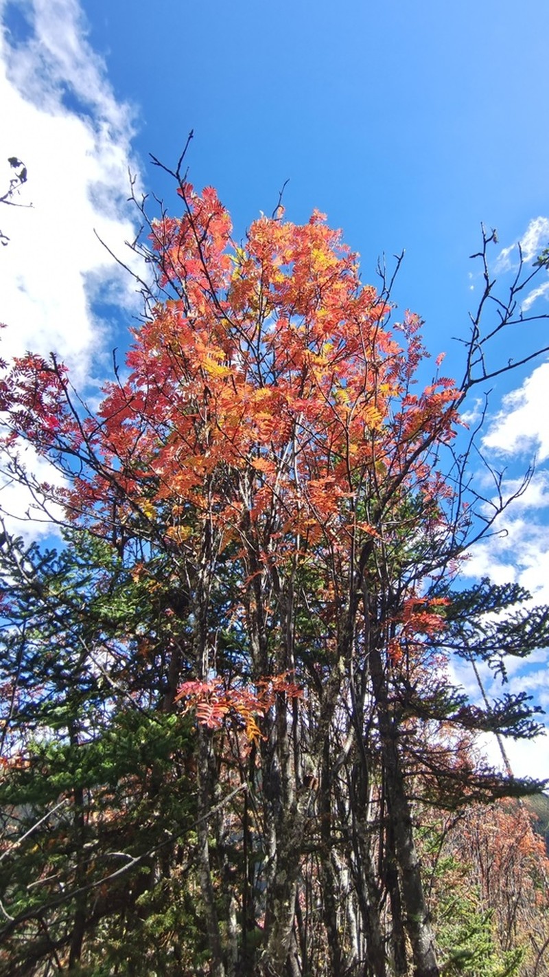 Sorbus rehderiana photo 6