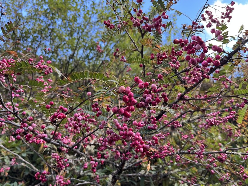 Sorbus rehderiana photo 7