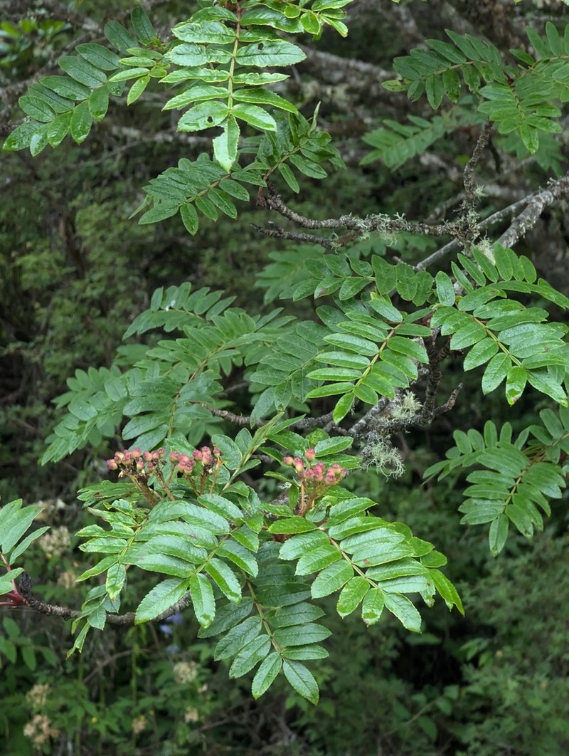 Sorbus rehderiana photo 8
