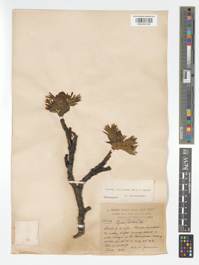 Sorbus rehderiana var. cupreonitens photo 2