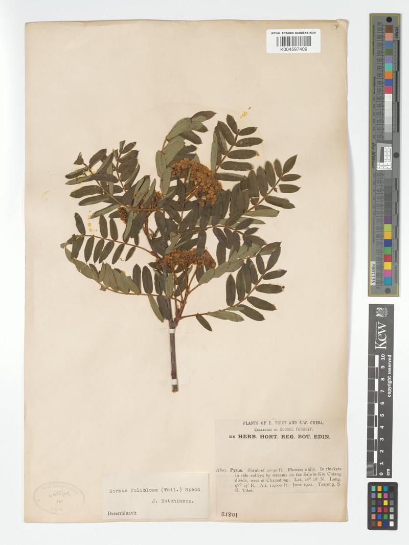 Sorbus rehderiana var. cupreonitens photo 3