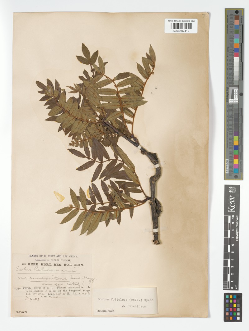 Sorbus rehderiana var. cupreonitens photo 4