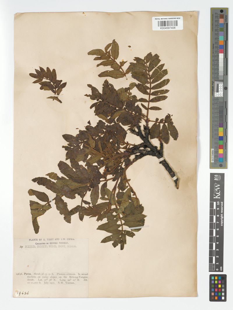 Sorbus rehderiana var. cupreonitens photo 5