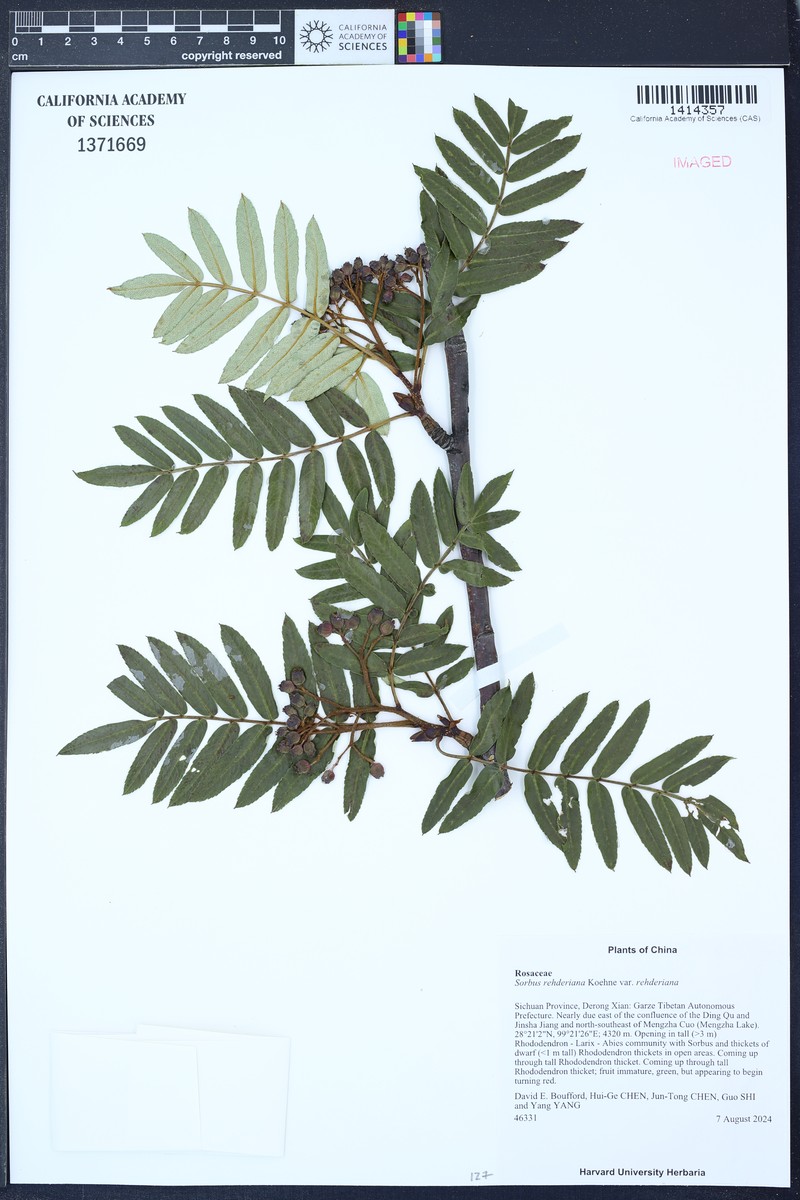Sorbus rehderiana var. rehderiana
