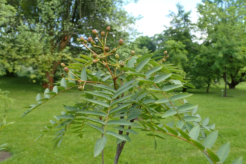 Sorbus rosea
