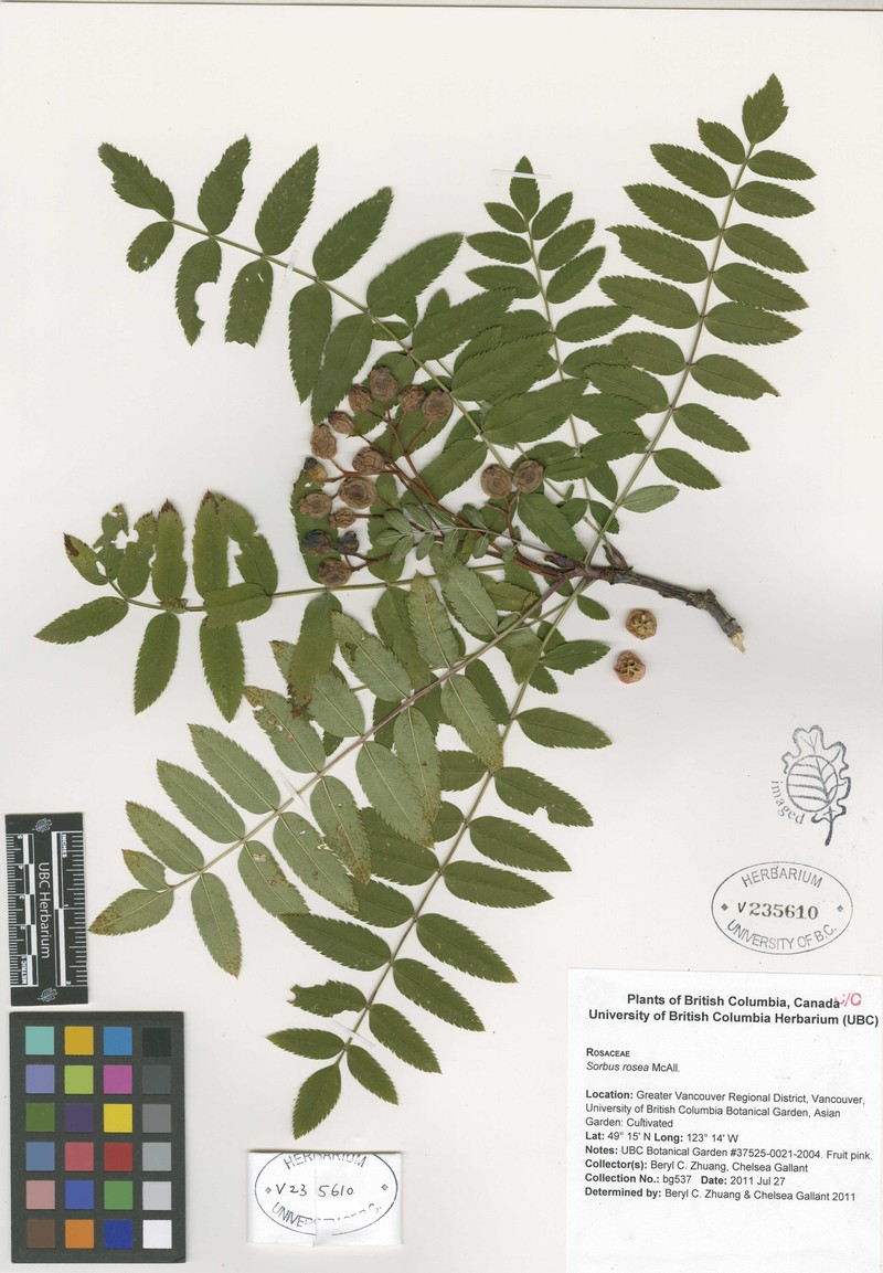 Sorbus rosea photo 2