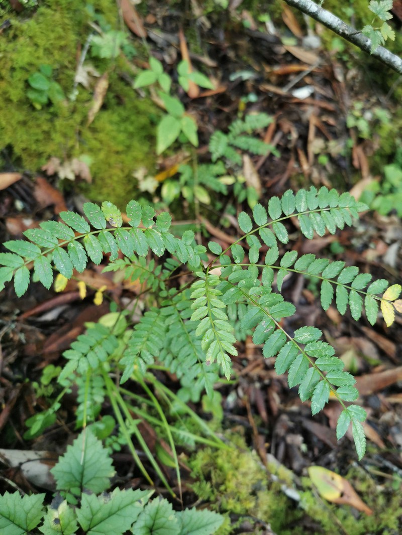 Sorbus rufopilosa photo 3