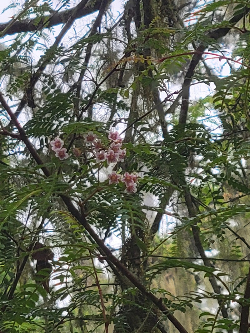 Sorbus rufopilosa photo 5