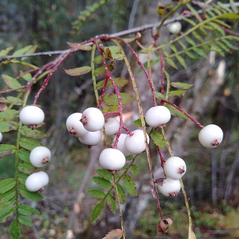 Sorbus rufopilosa photo 6