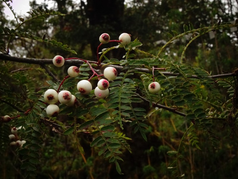 Sorbus rufopilosa photo 7
