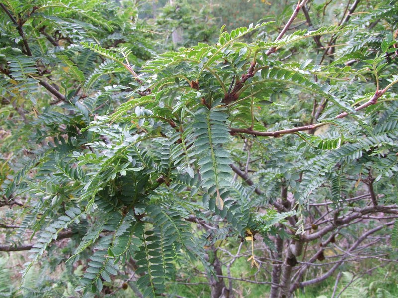 Sorbus rufopilosa photo 8