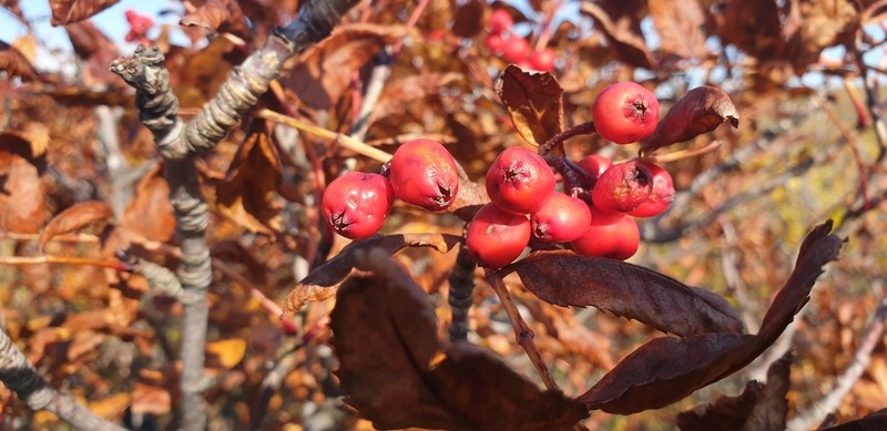 Siberian Mountain Ash photo 2