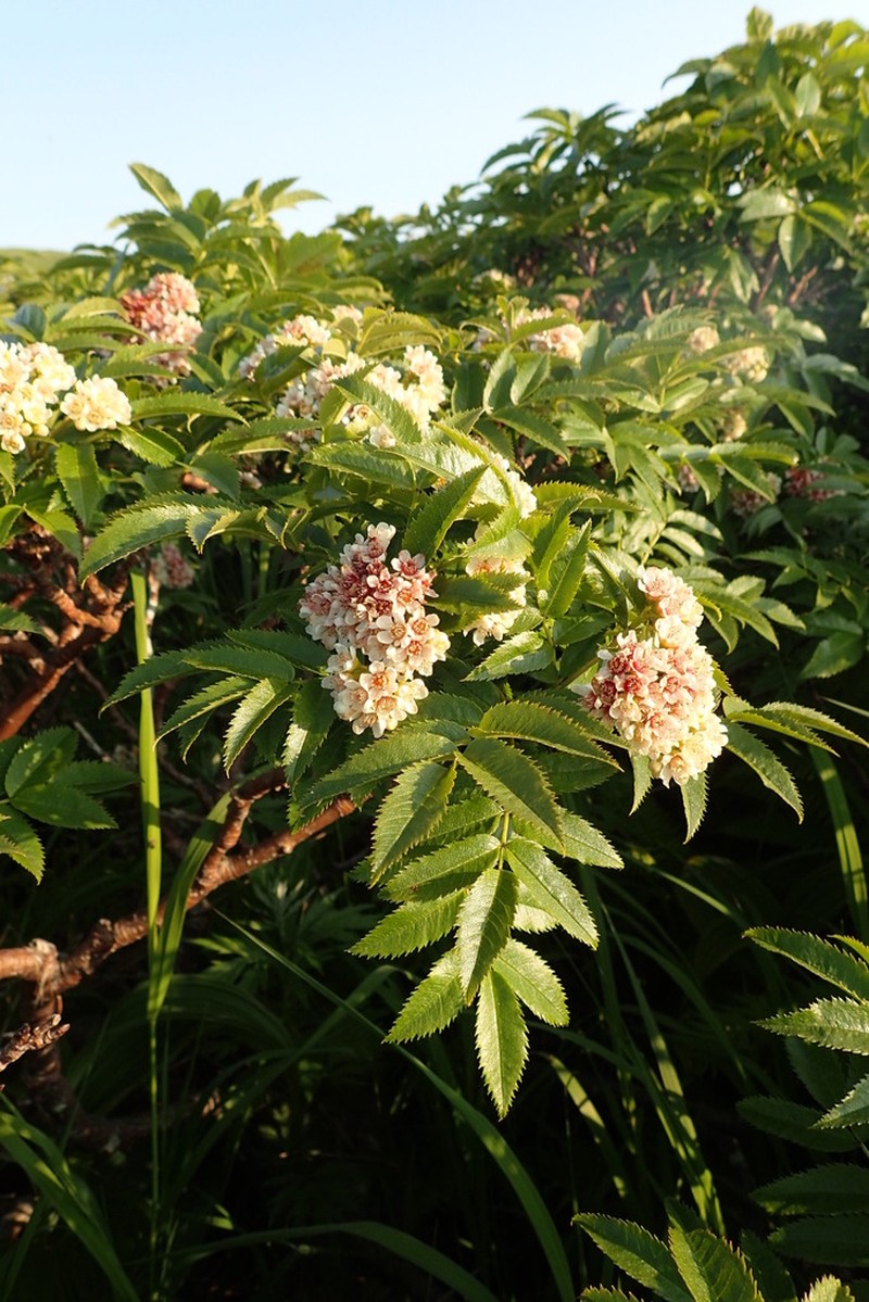 Siberian Mountain Ash photo 3