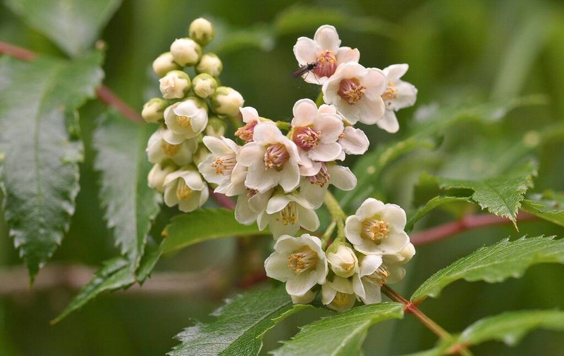 Siberian Mountain Ash photo 4