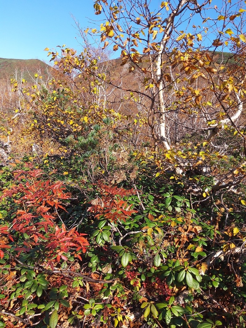 Siberian Mountain Ash photo 5