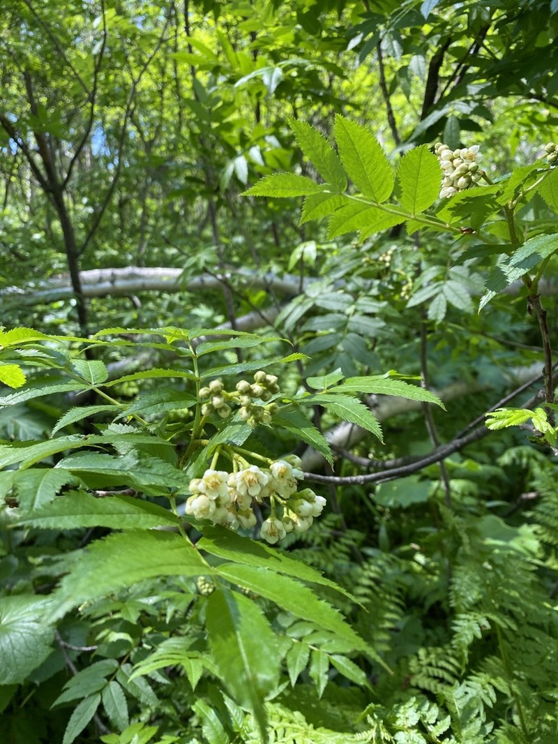 Siberian Mountain Ash photo 6