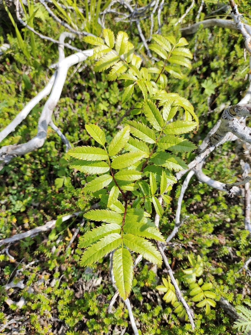 Siberian Mountain Ash photo 7