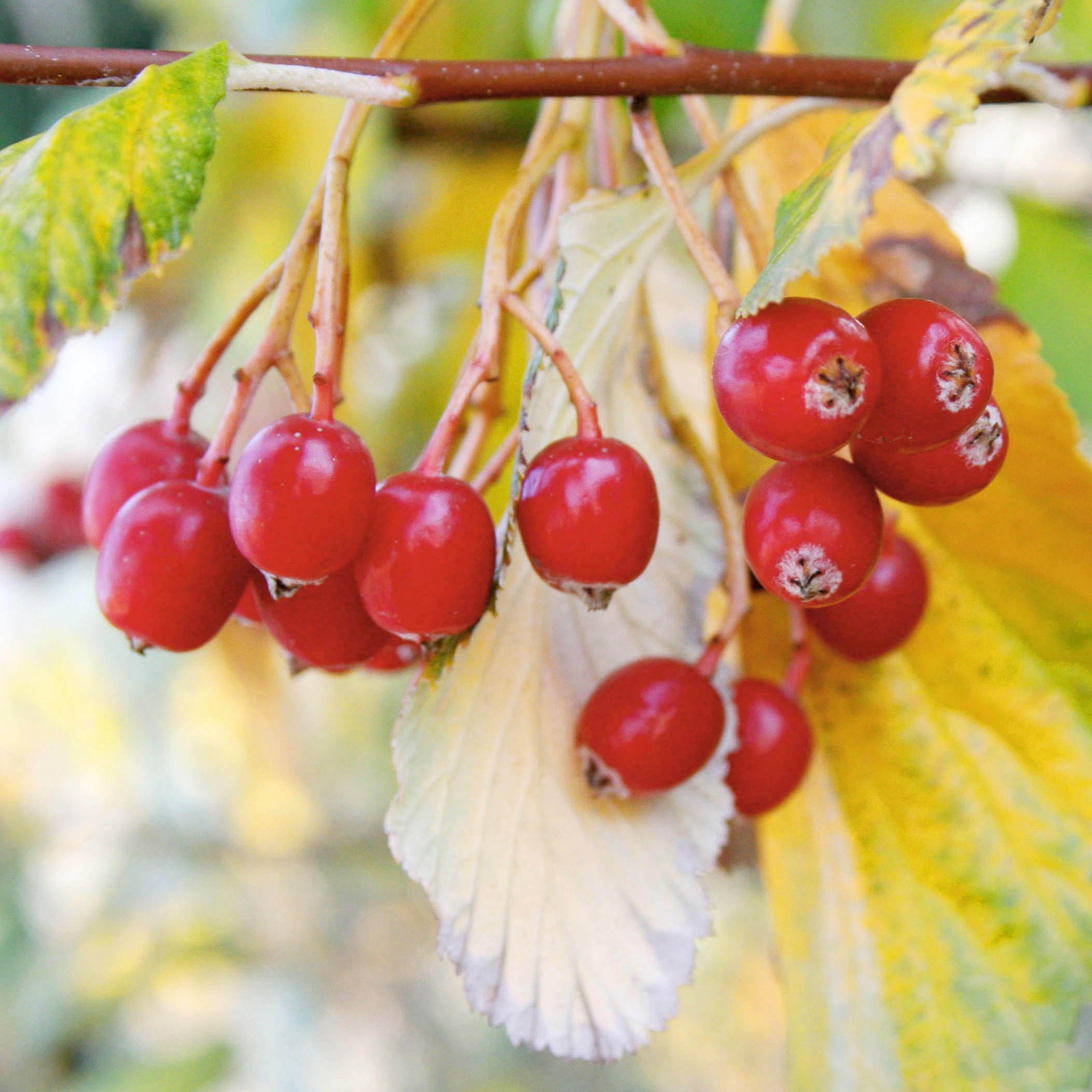Siberian Mountain Ash photo 4