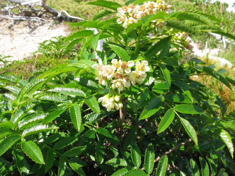 Siberian Mountain Ash photo 2