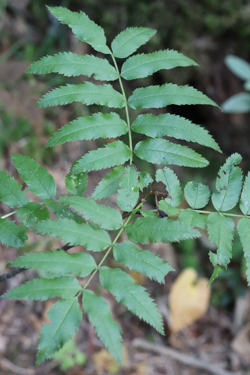 Siberian Mountain Ash photo 3