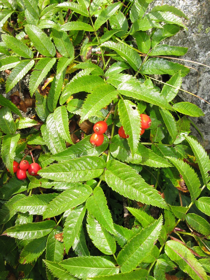 Siberian Mountain Ash