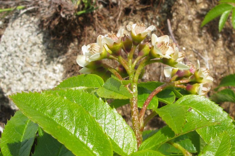 Siberian Mountain Ash photo 5