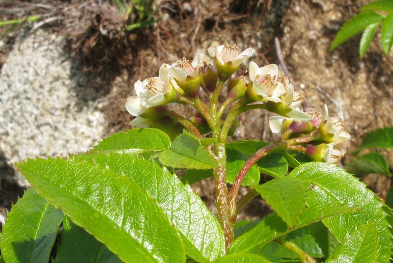 Siberian Mountain Ash photo 6