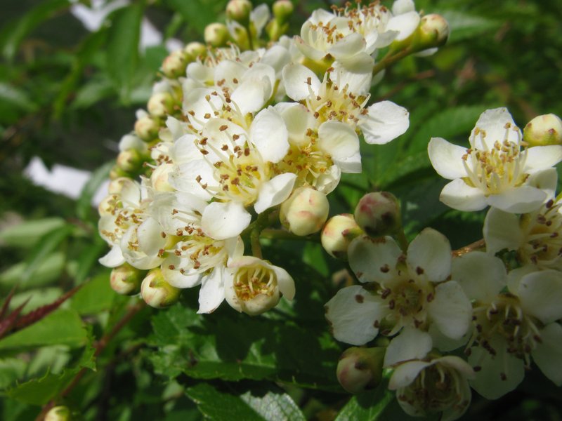 Siberian Mountain Ash photo 7