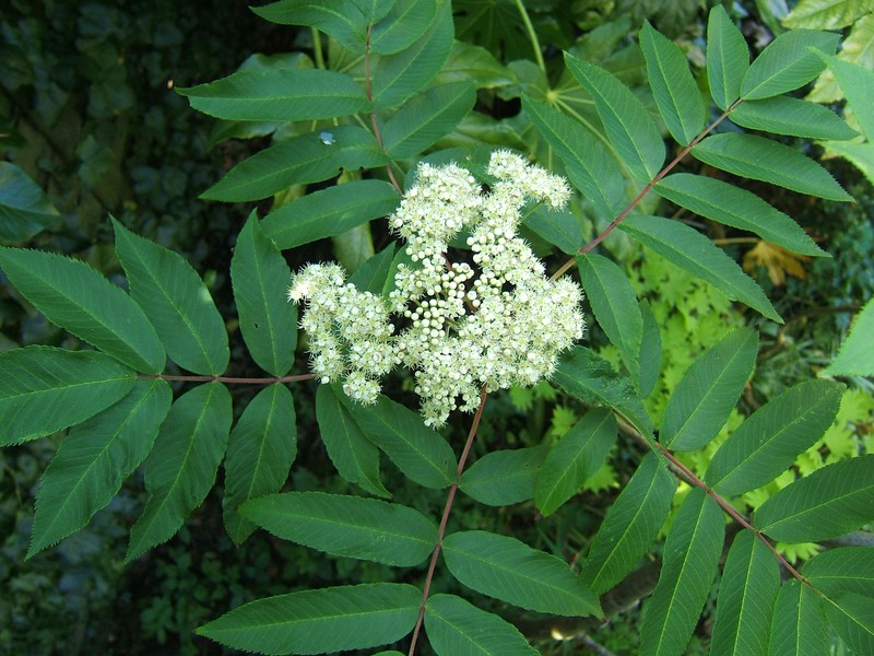 Sorbus sargentiana