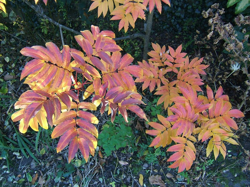Sorbus sargentiana photo 2