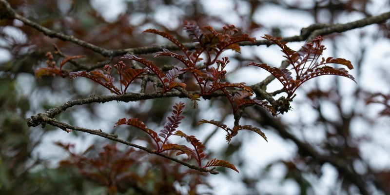 Sorbus sargentiana photo 3