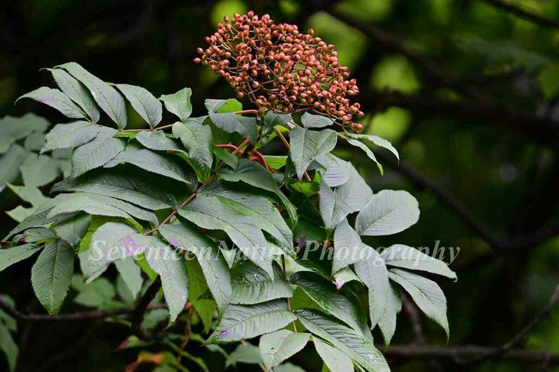 Sorbus sargentiana photo 4