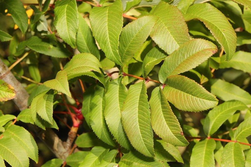 Sorbus sargentiana photo 6