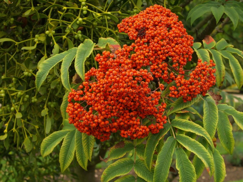 Sorbus sargentiana photo 7