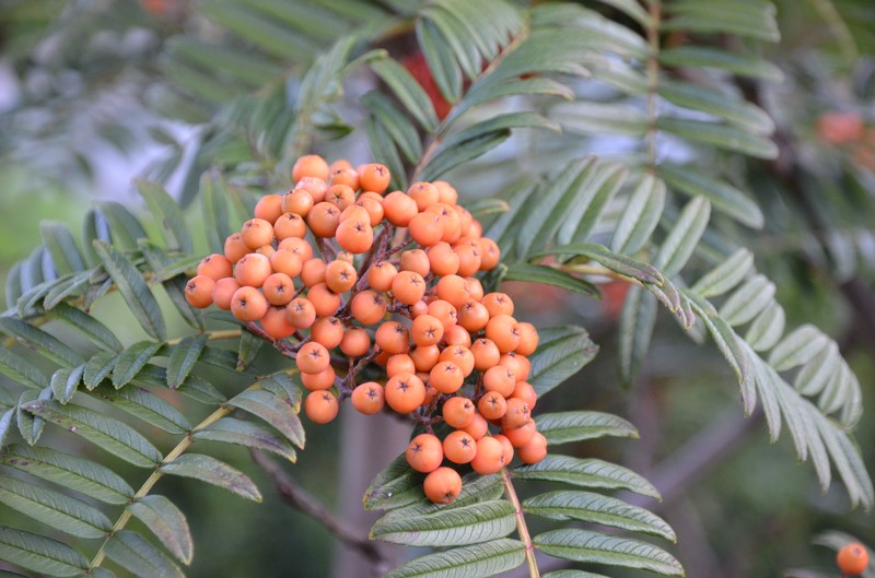 Sorbus scalaris