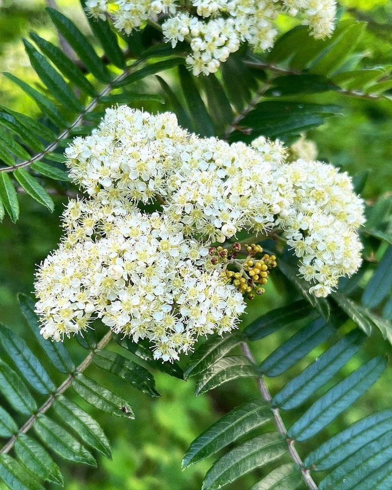 Sorbus scalaris photo 2