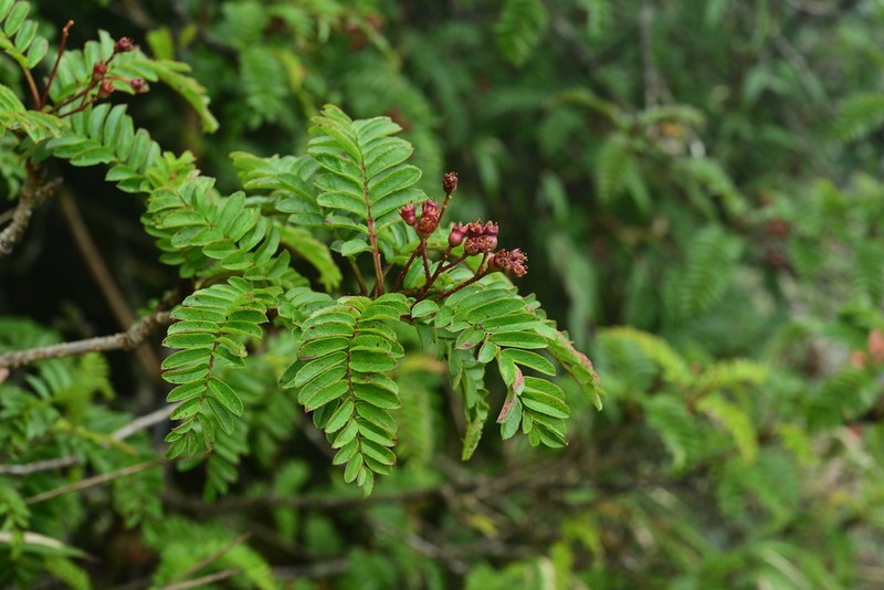 Sorbus scalaris photo 3