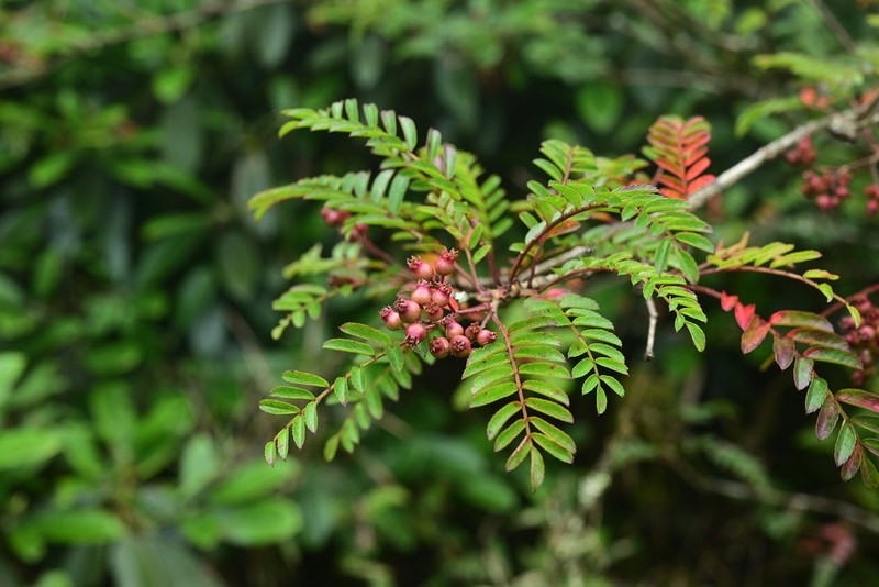Sorbus scalaris photo 4