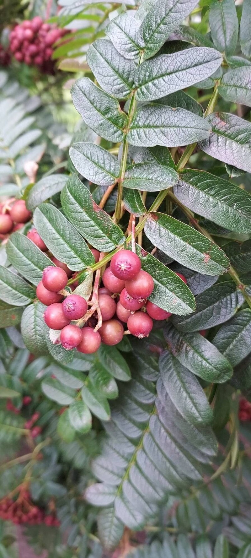 Sorbus scalaris photo 5