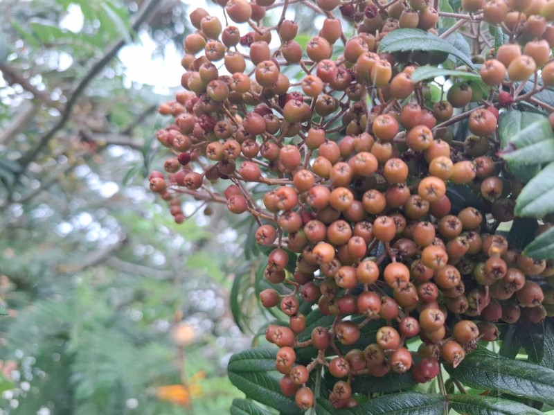 Sorbus scalaris photo 6