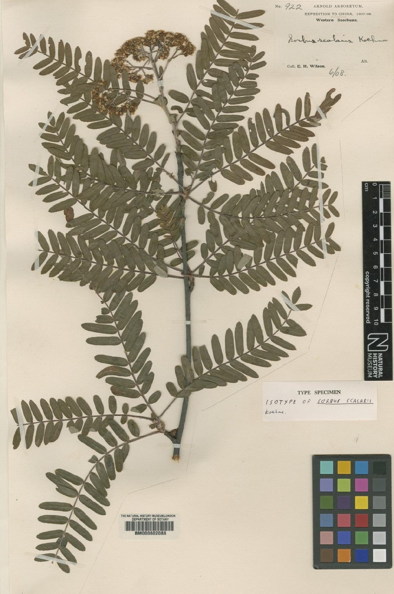 Sorbus scalaris photo 7