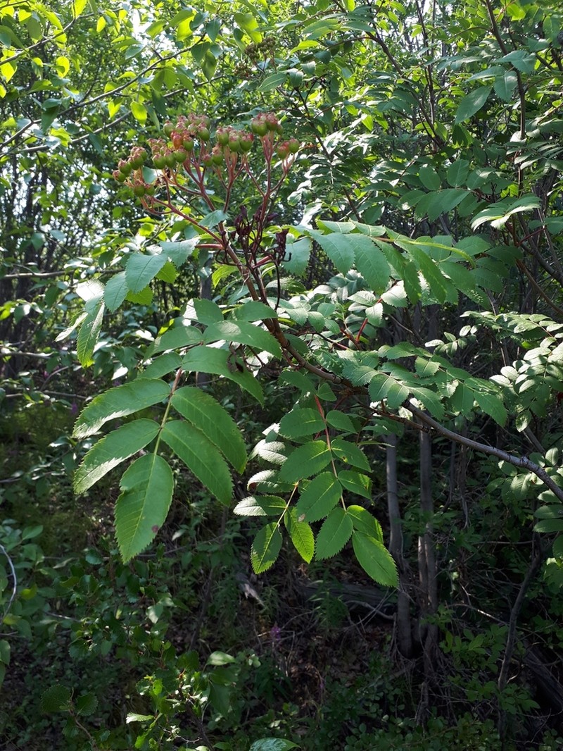 Arizona Mountain Ash photo 5