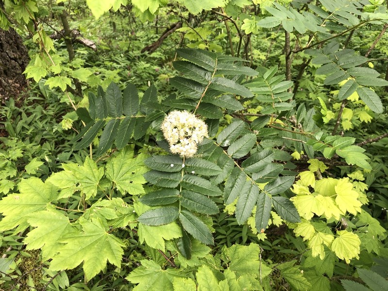 Arizona Mountain Ash photo 6