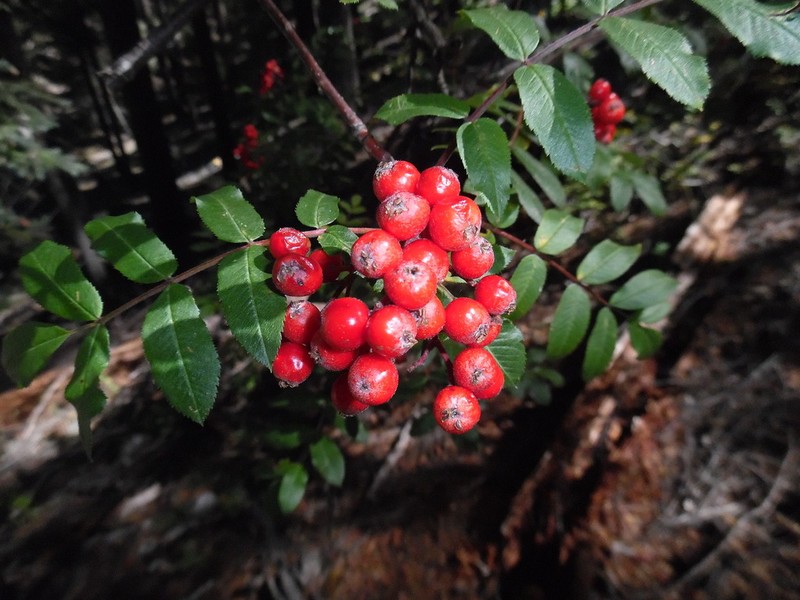 Greene's Mountain Ash photo 2