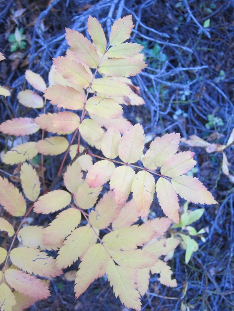 Greene's Mountain Ash photo 3