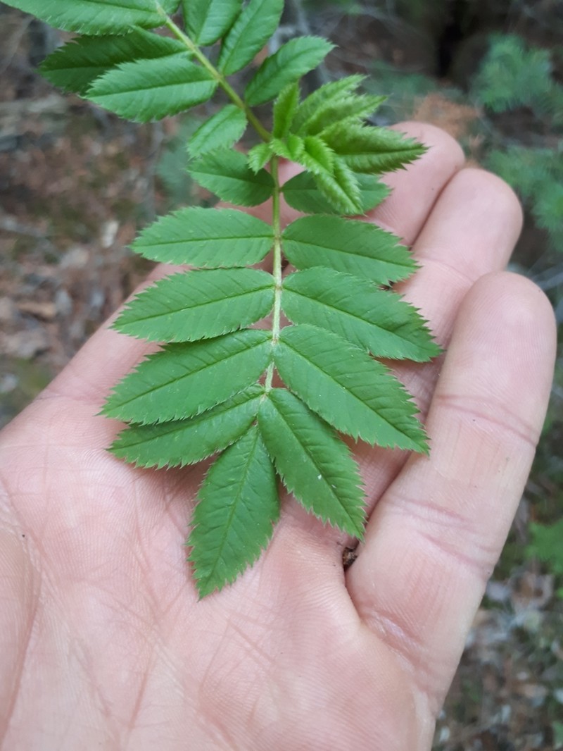 Greene's Mountain Ash photo 4
