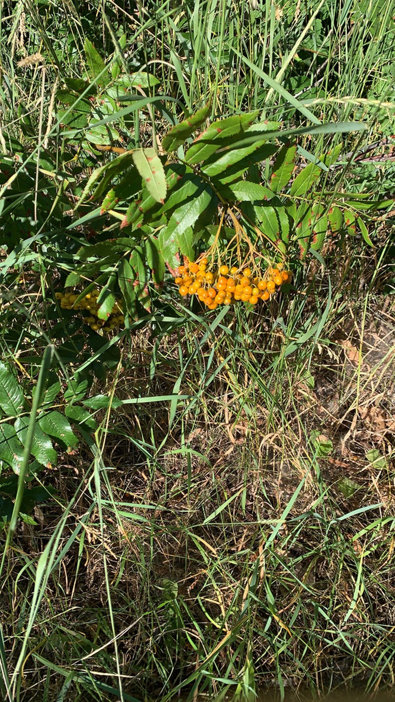Greene's Mountain Ash photo 7