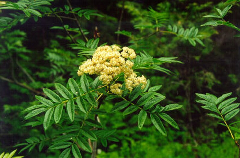 Greene's Mountain Ash